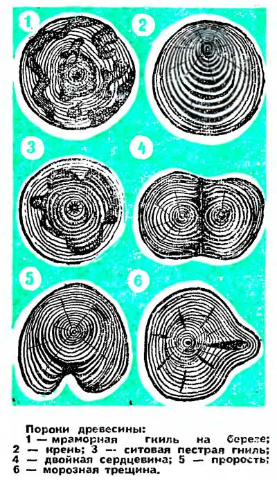 Пороки древесины грибковые поражения