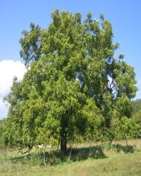 Фото грецкий орех дерево